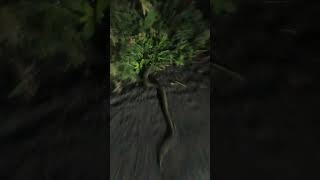 checkered keelbacksnake nonvenomous nature pk rescuerwiralreel wiral song wiral video [upl. by Leirbag213]