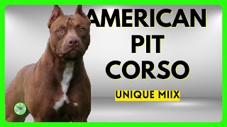 AMERICAN PIT CORSO UNIQUE MIX OF THE CANE CORSO [upl. by Topper]