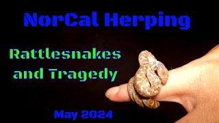 NorCal Rattlesnakes and more plus a tragedy Herping Bay Area California  May 2024 [upl. by Cappella]