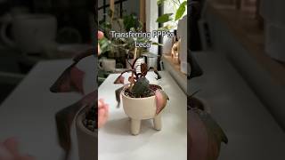 PPP to LECA shorts indoorplants diy houseplants propagation garden philodendron plants [upl. by Flam167]