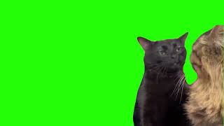 Black Cat Zoning out meme green screen template [upl. by Nikral]