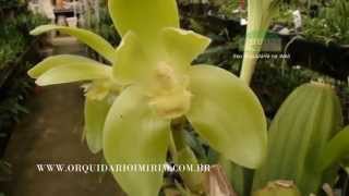 Sudamerlycaste fimbriata [upl. by Qiratla667]