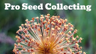 Tips amp Tricks To Collect Seed Like A Pro [upl. by Onidranreb]