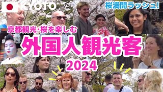 【京都】京都観光･桜を楽しむ外国人観光客2024 哲学の道円山公園清水寺舞妓さん祇園白川など 桜満開ラッシュで大混雑 Kyoto Japan [upl. by Rohpotsirhc]