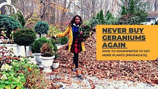 GERANIUMS HOW TO Overwinter in paper bags at 4060 degrees  clean up Time Stamp in desc Below🤗 [upl. by Skelly]