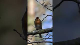 Červenka obecná Erithacus rubecula  hlas [upl. by Oicnaneb297]