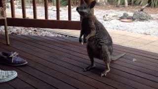 Cutest Wallaby [upl. by Morissa]