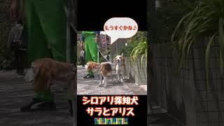 【シロアリ探知犬】サラとアリスが桜を見に行きます！ ビーグル犬 dog ビーグル beagle シロアリ 探知犬 [upl. by Werd]