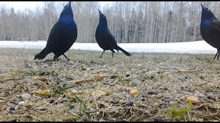 Common Grackles Showing Off [upl. by Danforth]