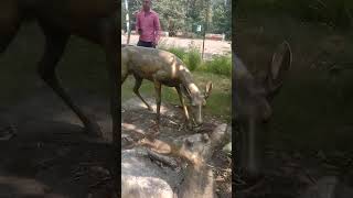 Uttrakhand wildlife park NH rishikesh after main road 🛣️ enjoy this location [upl. by Asert677]