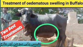 Oedematous swelling in udder  Odematous mastitis  ओडेमेटस मास्टिटिस  Edematous Swelling Treatment [upl. by Alrich]