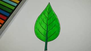 HOW TO DRAW LEAF AND COLOR l DRAWING AND COLORING [upl. by Amer154]