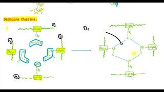 Locomotor 1 Collagen amp Elastin [upl. by Felisha]