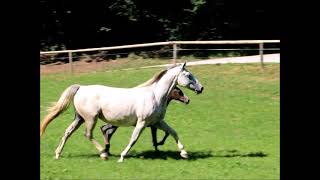 Maestoso Canissa  Lipizzan Colt born 2024 [upl. by Enirolf]