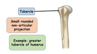 Tubercle Bone Marking [upl. by Troxell]