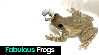 Fabulous Frogs Compilation [upl. by Nishi]