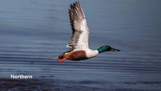 Learn About the Northern Shoveler [upl. by Atenek]