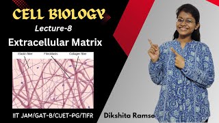 Cell Biology 08  Extracellular Matrix  IIT JAM Biotechnology [upl. by Assila657]