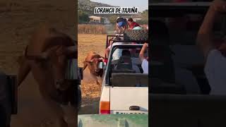 Peligro con este toro por Loranca de Tajuña ⚠️ toros encierro guadalajara campo rastrojero [upl. by Arej884]