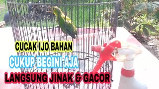 Perawatan Awal Untuk Cucak Ijo PH Bahan Agar cepat Jinak amp Gacor [upl. by Pappas866]