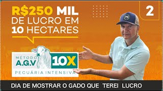 LUCRO DE 250 MIL REAIS COM BEZERROS EM 10 HECTARES [upl. by Adon649]