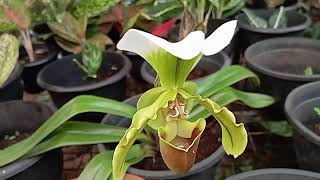 Paphiopedilum Lemonade Paphiopedilum spicerianum Hybrid lady slipper orchid [upl. by Akeit135]