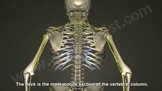 What is Cervical Radiculopathy Disc Bulge Herniation [upl. by Conall692]