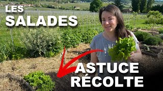 Salade en Permaculture Une Astuce pour Décupler ta Récolte [upl. by Spanjian937]