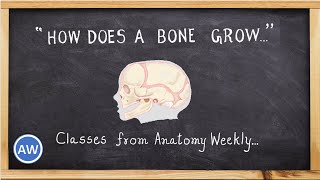 Bones  How does a Bone Grow  Classes from Anatomy Weekly  Anatomy Weekly Ep  11 [upl. by Soll]