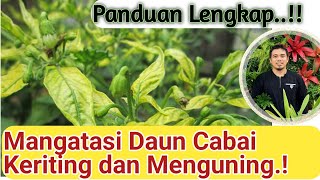 Cara Mengatasi daun keriting pada cabai tomat terong dan tanaman lain daun keriting pada cabai [upl. by Silvan602]