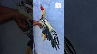 Top quality Young Male Parrot beak Aseel 🐓 aseellovers aseelfarm parrotbeakaseel trending erode [upl. by Giarla]