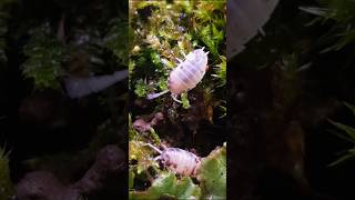 Porcellio laevis quotDairy Cowquot isopods terrarium [upl. by Millham]