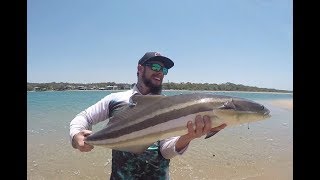 Boyne River Cobia My Biggest Yet [upl. by Isiahi]