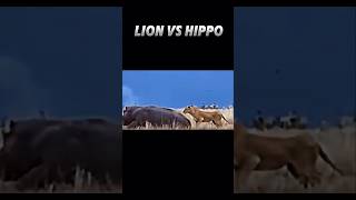 Lion vs hippos trending animals wildlife viralvideo lion hippopotamus [upl. by Ekud381]