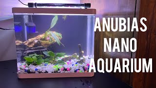 Anubias planted tank [upl. by Audly]