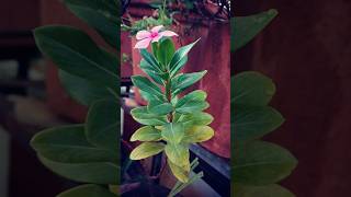 How to grow Rose periwinkle pink periwinkle flower🌺 plant at home सदाबहार gardenscapes [upl. by Piks803]