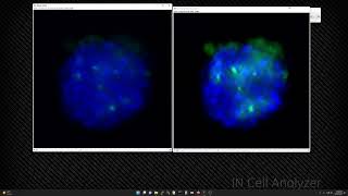 Deconvolution of images of cell spheroid imaged by fluorescence microscopy [upl. by Cozza24]