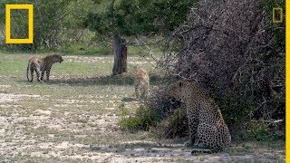 Un leopardo macho se aparea con dos hermanas  National Geographic en Español [upl. by Rafaelof281]