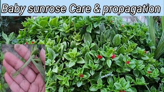 Baby sunrose plant care and propagationbest way to grow baby sunrose from cuttings and seeds [upl. by Edyth931]