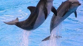 Ocean park Hong Kong Dolphin show 2014 [upl. by Sivlek]