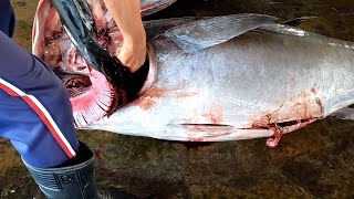 Over 250 lbs BigEye Tuna Cutting [upl. by Zurek]