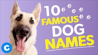 10 Famous Dog Names  Chewy [upl. by Wesla]