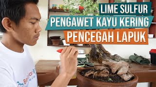 Lime Sulfur Untuk Pengawet Kayu Kering Bonsai [upl. by Oiraved423]