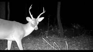 Game camera Buck [upl. by Burnley]