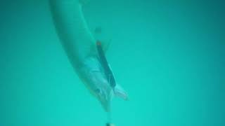 Underwater Video Catching a Detroit River Musky on a Bondy Bait [upl. by Nazay]