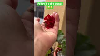 Beautiful blooming Geranium Flower🌱🌸geraniumflowersshortsyoutube [upl. by Freeland]