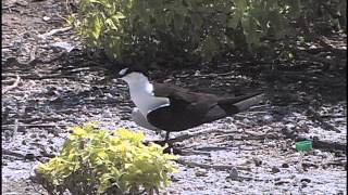 Sooty Tern Onychoprion fuscatus Johnston Atoll [upl. by Acinnod]