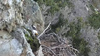 West End Eagles Thunder brings a really long stick to the nest  exploreorg 01012024 [upl. by Nylzaj]