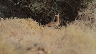 Dorcas Gazelle צבי הנגב [upl. by Selym]