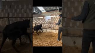 simmental buqaboqish angus bull angus chorvabozori sigirboqishshorts yutube [upl. by Marijo379]